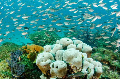 海洋保護區確實(shí)有助于魚(yú)類(lèi)和漁民