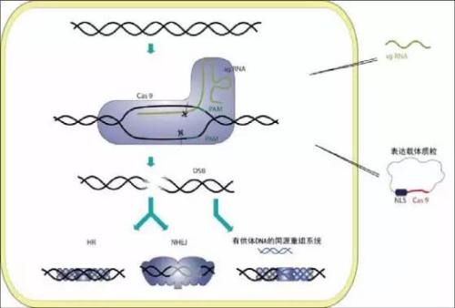 使用CRISPR修飾豬基因組顯示出對抗致命疾病的希望