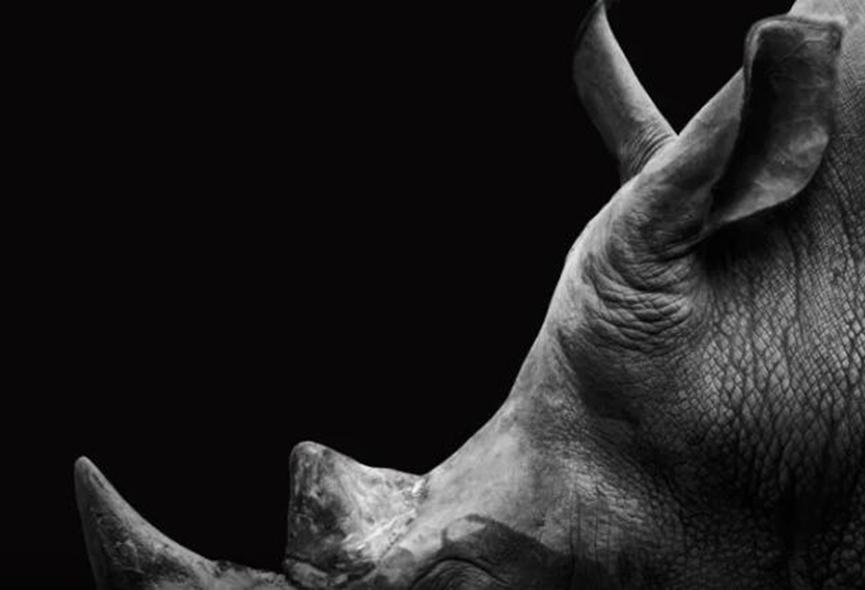 谷歌最新的AI項目可能有助于保護野生生物