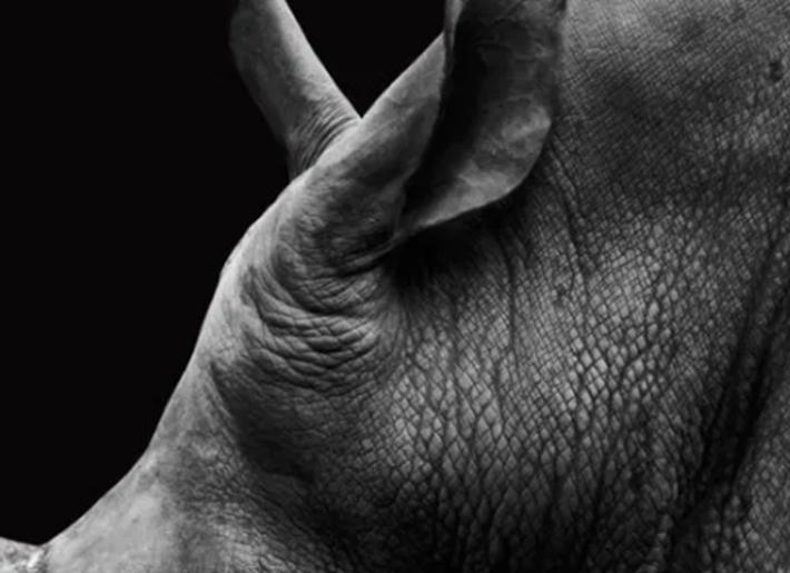 谷歌谷歌最新的AI項目可能有助于保護野生生物