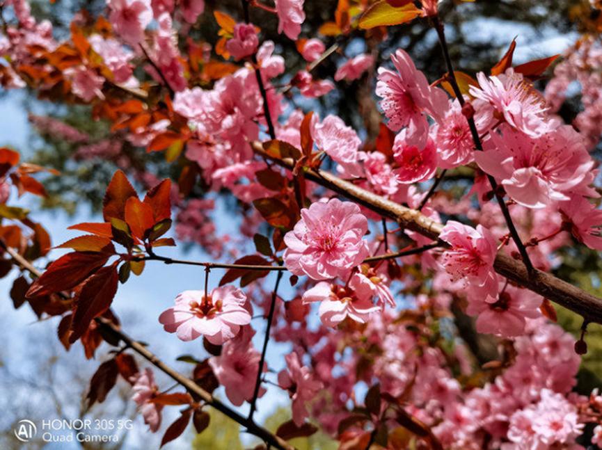 華為引領(lǐng)手機拍攝最前端 榮耀30S詮釋一切