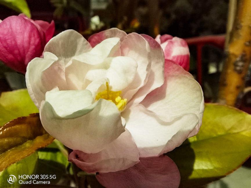 華為引領(lǐng)手機拍攝最前端 榮耀30S詮釋一切