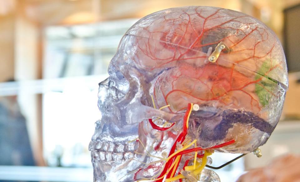 AI初創(chuàng  )公司將鼠標神經(jīng)元與硅芯片結合在一起，使計算機更智能，更快