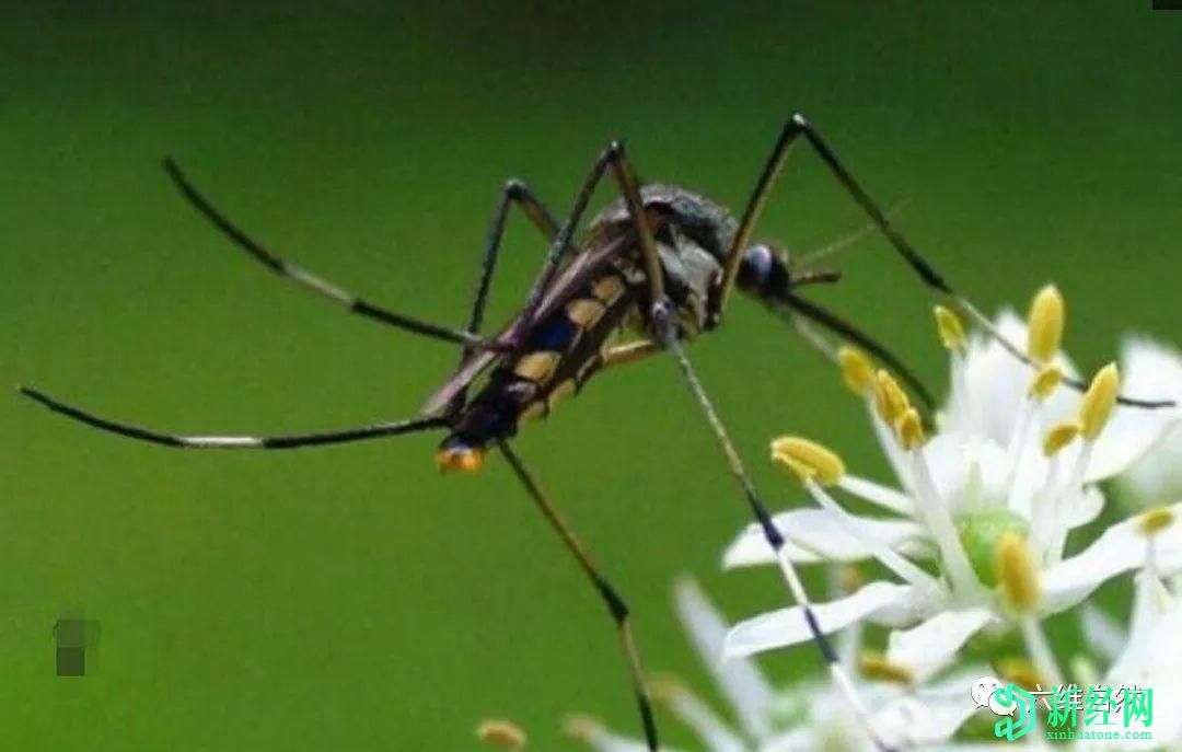 螞蟻莊園小課堂今日答題答案，雌蚊子吸血雄蚊子吃什么？