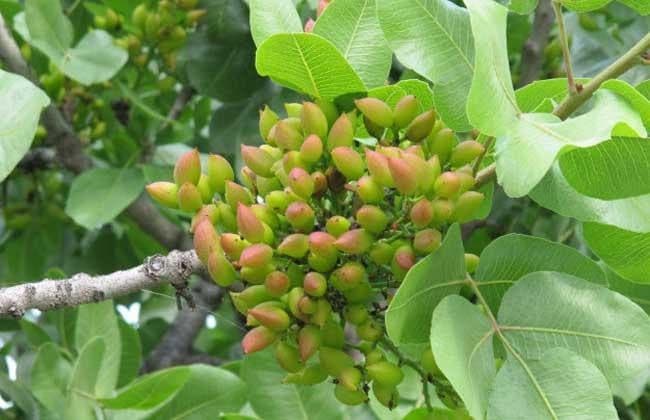 開(kāi)心果是什么樹(shù)的果實(shí)？