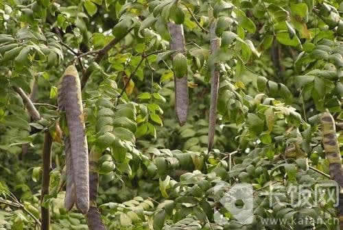 常用語(yǔ)“不分青紅皂白”中，“皂”是指