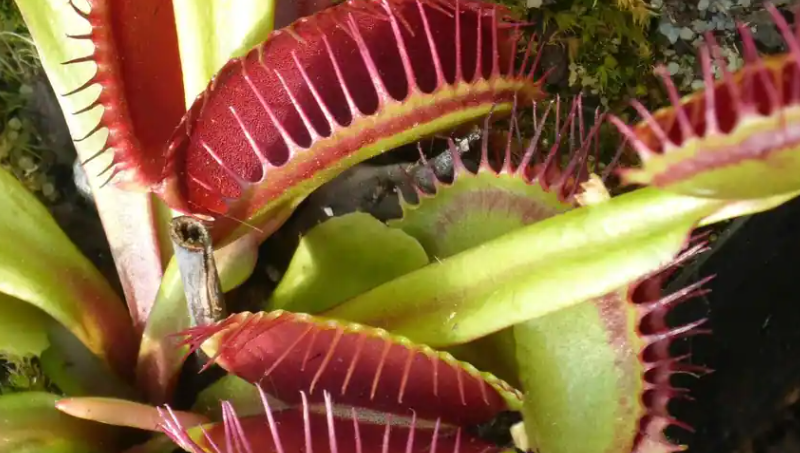 “機器人工廠(chǎng)”的崛起：科學(xué)家將自然與技術(shù)融合