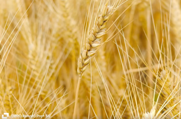 芒種至 萬(wàn)物生！OPPO Reno10燦爛金詮釋生命之美
